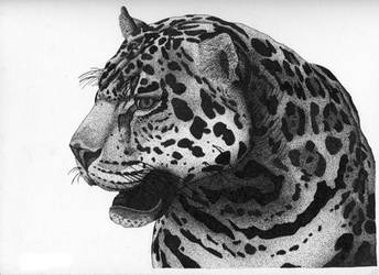 Jaguar Pen and Ink