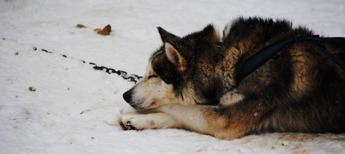 Husky Nap