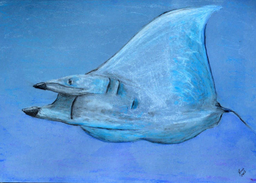 Giant Devil Ray by Ptero-Pterodactylus on DeviantArt