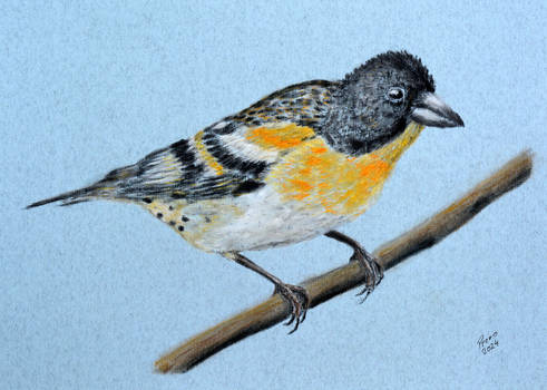 Brambling (Fringilla montifringilla)