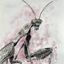 Praying Mantis - Pupa Challenge 64