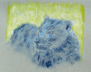 Bush Dog (Speothos venaticus)