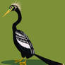 Anhinga