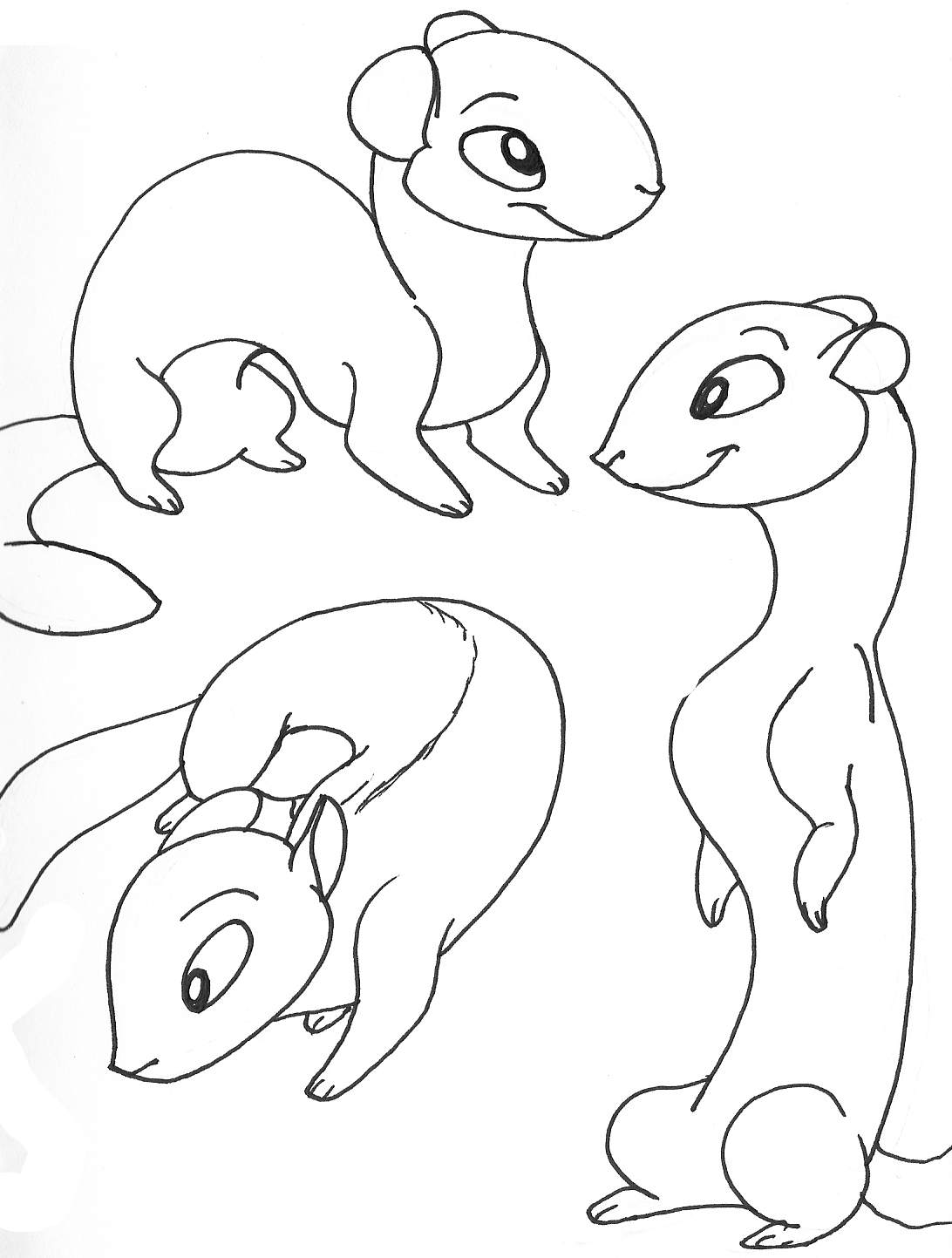 Ferrets