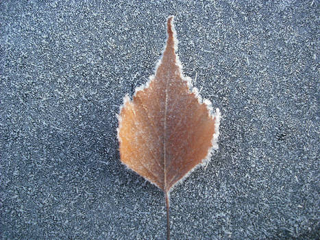 Frosty Leaf