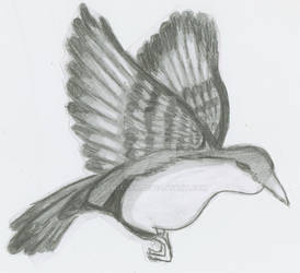 Bird 001