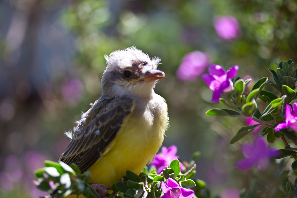 Yellow Breasted What-ja-ma-call-it