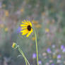 A Lone Black-eyed Susans sways in the Wind