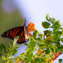 Monarch Migration