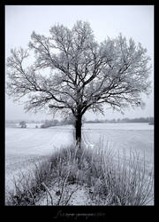 Frozen Perspective