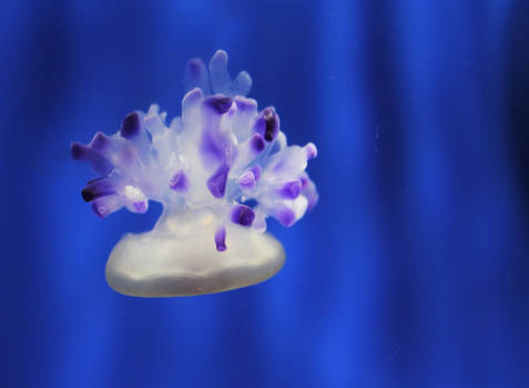 Jellyfish