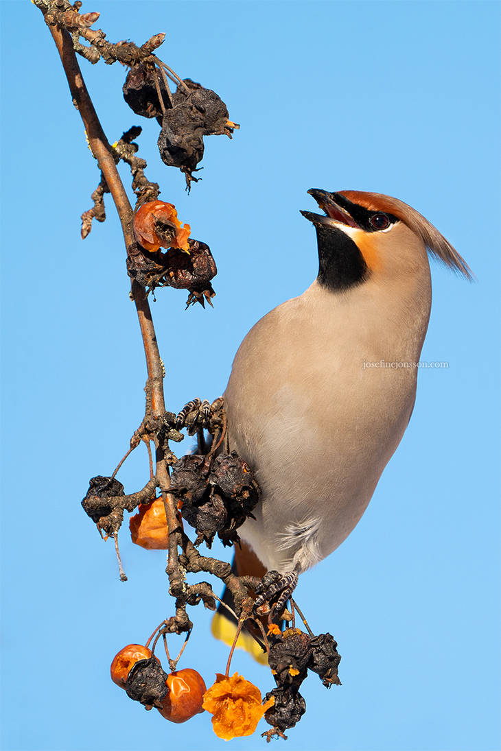 Bohemian Waxwing