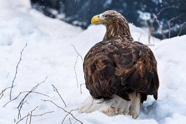 White-tailed eagle