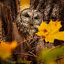 Sigrid autumn
