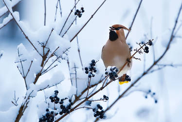 Bohemian Waxwing