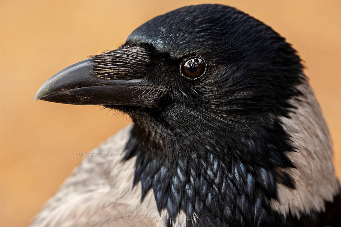 Nemis Animal Nemis close up II by Beakandtalons on DeviantArt