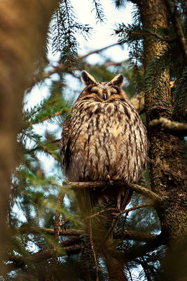 Long-eared owl