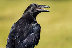 Juvenile raven