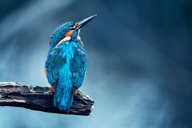 Kingfisher