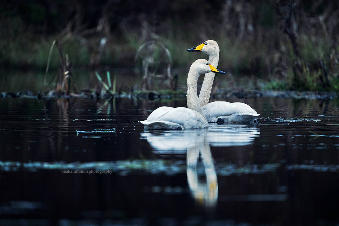 Whooper swans by Beakandtalons on DeviantArt