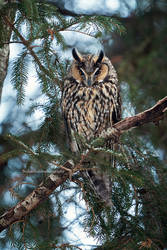 Long eared owl