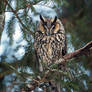 Long eared owl