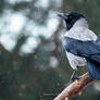 Hooded crow in snow fall