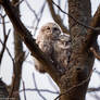 Tawny owlets