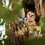 Barn owl