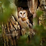 Barn owl