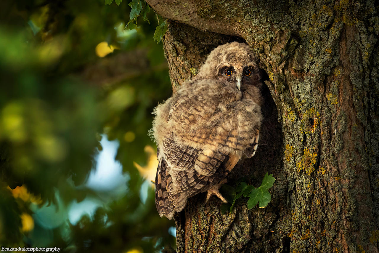 Long-eared owl