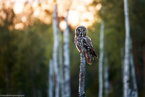 Great grey owl