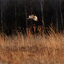 Short eared owl