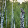 Great grey owl