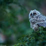 Owlet