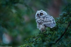 Owlet