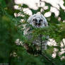 Hungry owlet