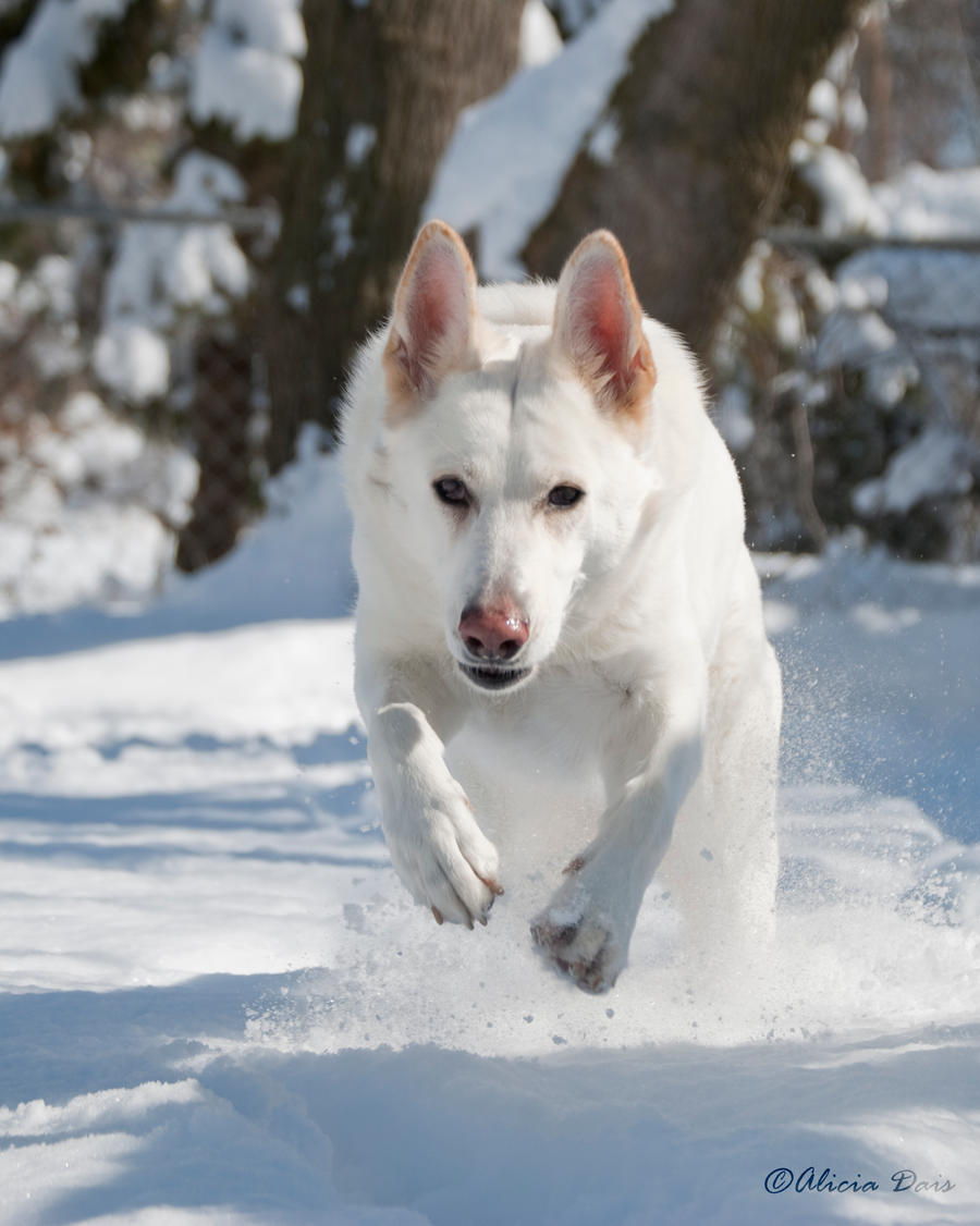 ARH...It be aye snow beast