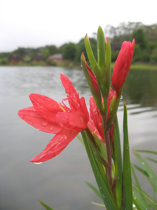 Walkersons Red Iris