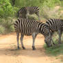 Edeni Zebra