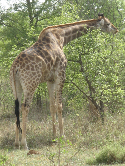 Edeni Giraffe