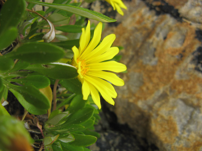 Gazania Rigens