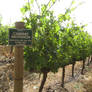 Cabernet Sauvignon