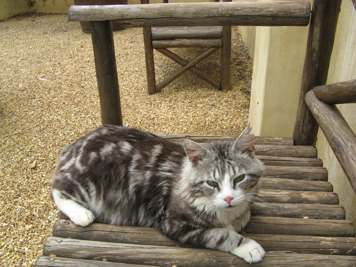 Bench Cat