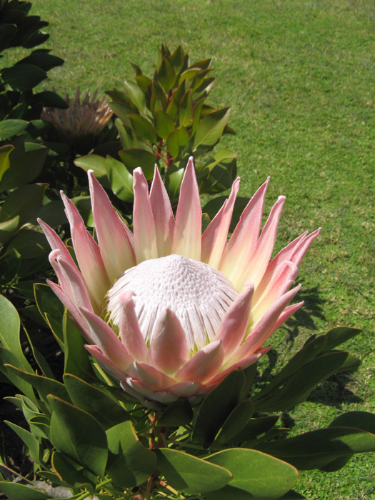 King Protea