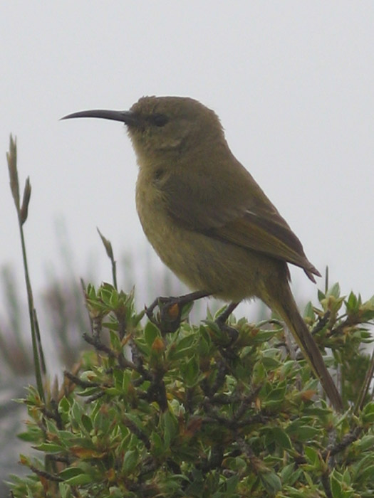 Female Sunbird