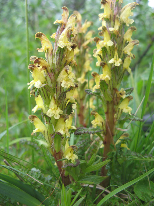 Crimson Lousewort