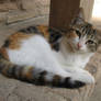 Alhambra Cat