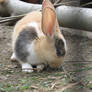 Gotland Rabbit