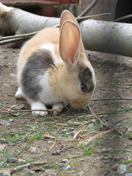 Gotland Rabbit